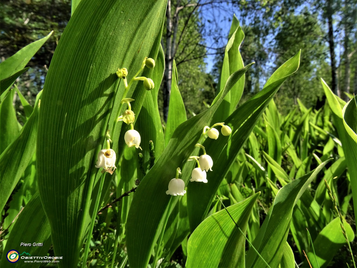 26 Convallaria maialis (Mughetto) in fioritura.JPG